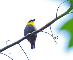 Ploceus nelicourvi