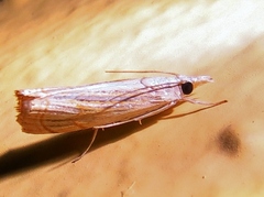 Parapediasia ligonellus
