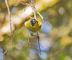 Ploceus nelicourvi