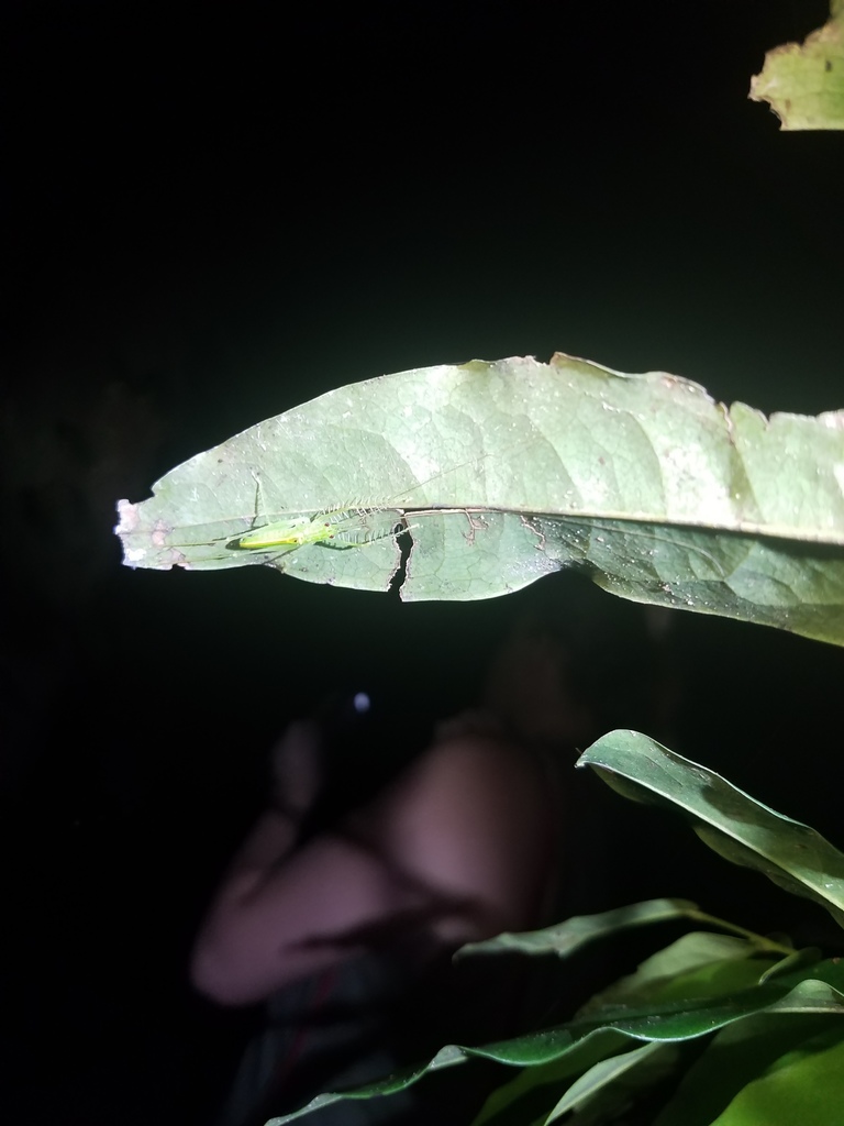 Tapangiphisis