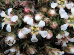 Pyxidanthera brevifolia
