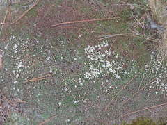 Pyxidanthera brevifolia