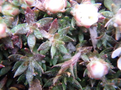 Pyxidanthera brevifolia