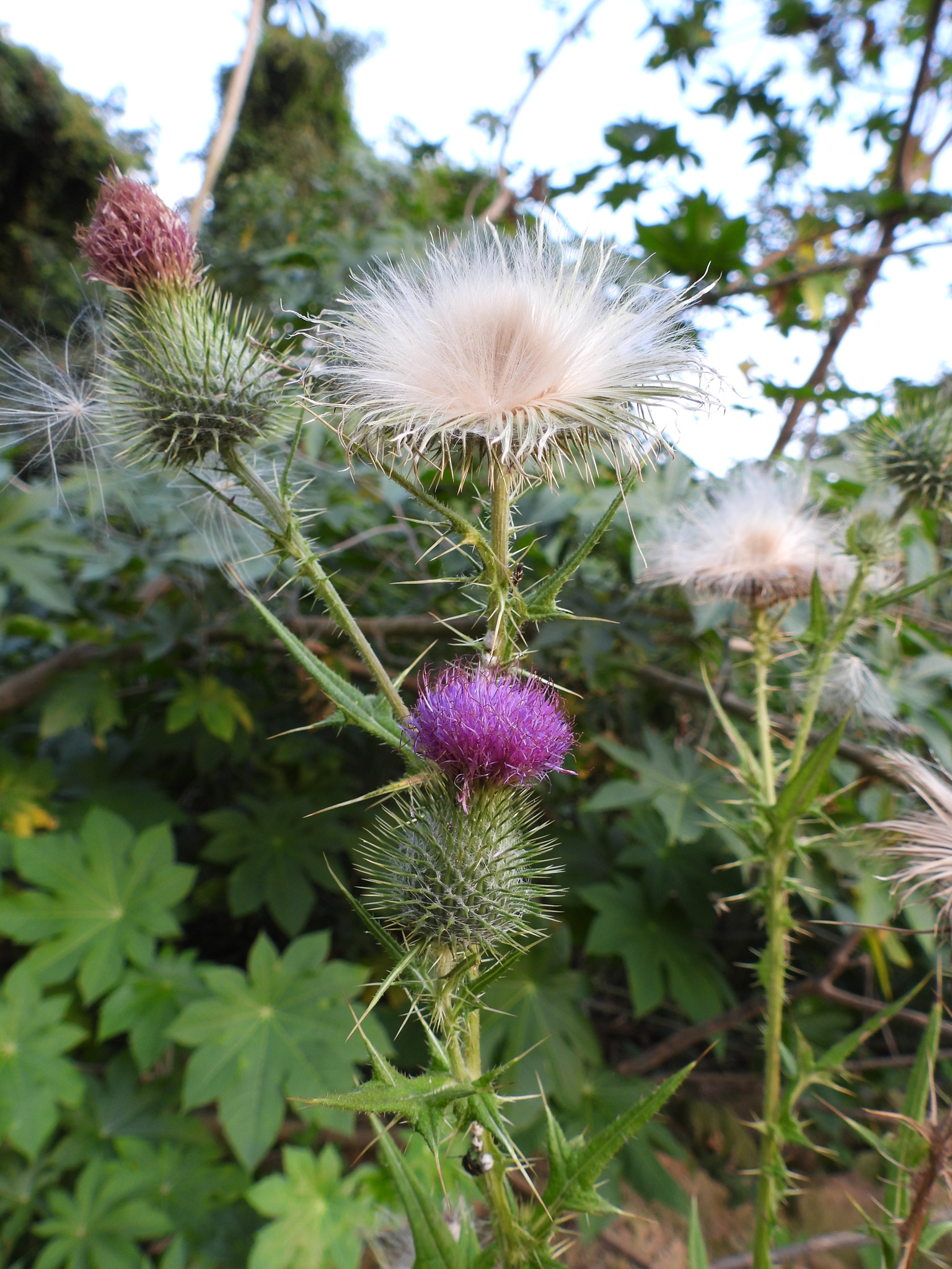 Cirsium vulgare