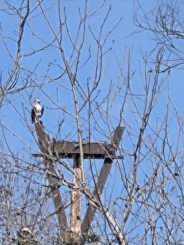 iNaturalist observation photo of Osprey