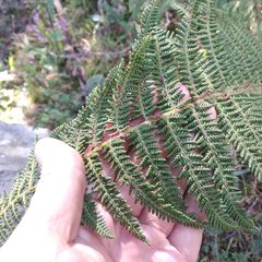Polystichum speciosissimum