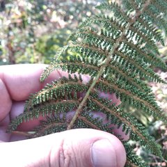 Polystichum speciosissimum