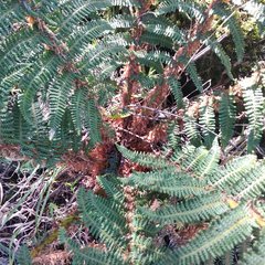 Polystichum speciosissimum