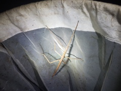 Acrophylla wuelfingi