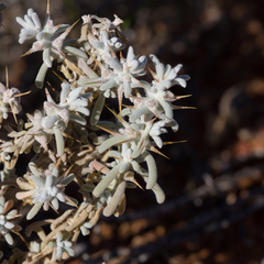 Sclerolaena limbata