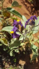Solanum quadriloculatum
