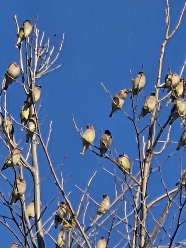 iNaturalist observation photo of Cedar Waxwing