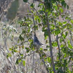Polioptila melanura