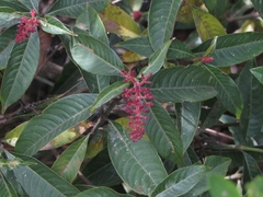 Palicourea angustifolia