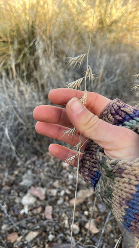 Bouteloua radicosa observed 2026-01-26