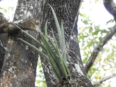 Trichocentrum cebolleta