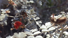Indigofera leucotricha