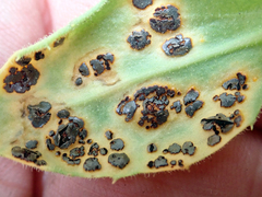 Puccinia egmontensis