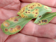 Puccinia egmontensis