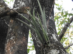 Trichocentrum cebolleta
