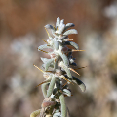 Sclerolaena limbata