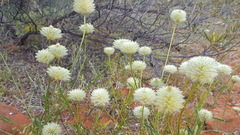 Ptilotus xerophilus