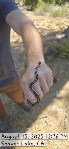 iNaturalist observation photo of Western Terrestrial Garter Snake