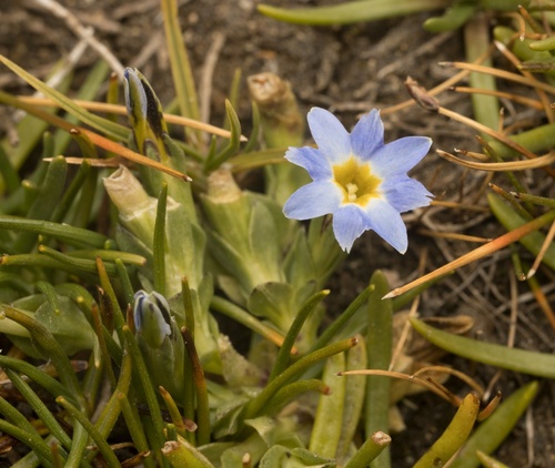 Pygmy Gentian (Gentiana gayi)