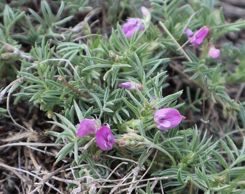 Bent-flower Milkvetch (Astragalus vexilliflexus)