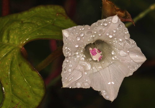 Whitestar (Ipomoea lacunosa)