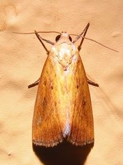 Marimatha botyoides