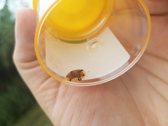 Aspidimorpha punctum