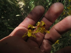 Cyrtochilum densiflorum