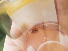 Aspidimorpha punctum