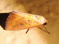 Marimatha botyoides