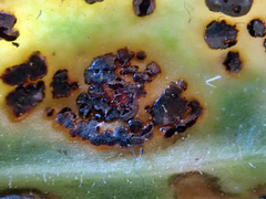 Puccinia egmontensis