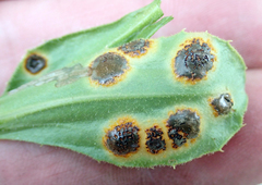 Puccinia egmontensis