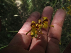 Cyrtochilum densiflorum