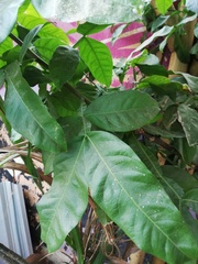 Melicoccus oliviformis