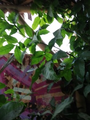 Melicoccus oliviformis