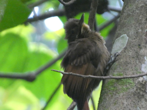 Tawny-winged Woodcreeper (Dendrocincla anabatina)