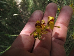 Cyrtochilum densiflorum