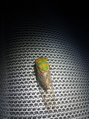 Macrotristria sylvara