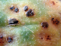 Puccinia egmontensis