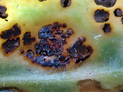 Puccinia egmontensis