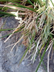 Poa novae-zelandiae