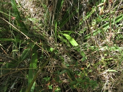 Cyrtochilum densiflorum