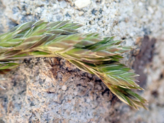 Poa novae-zelandiae