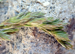 Poa novae-zelandiae