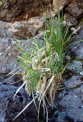 Poa novae-zelandiae